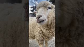 羊のASMR？ #南ヶ丘牧場 #羊 #sheep