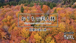 【おうちで美人林 Vol. 7】紅葉の美人林を空中散歩（新潟県十日町市松之山　2020.11）