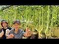 Harvest Overflow! Secret to Growing Tons of Long Beans in a Tiny 3m² Garden