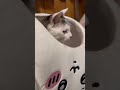 転がっているちいかわの中に入っているみーこさん 241216 ねこ 保護猫 猫動画