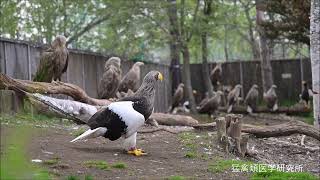 終生飼育のワシ達