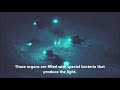 how to shine light on the ocean floor flashlight fish