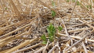 Soil Health, A Montana Perspective - No-Till