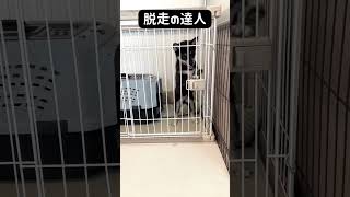 脱走を特技とする豆柴子犬 #shorts #豆柴 #子犬 #柴犬