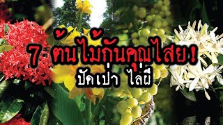 7 ต้นไม้กันคุณไสย ปัดเป่าความชั่วร้ายและสิ่งอัปมงคลได้!