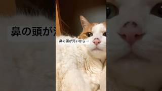 定期的に汚くなる #shorts #猫のいる暮らし #老猫 #高齢猫 #cat #でぶねこ