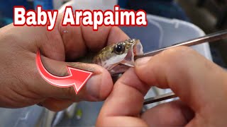 Saving BABY ARAPAIMA from dying...