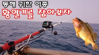 동해 귀한어종 황열기를 전동릴 낚시로 fishing 잡아보자