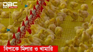 পোল্ট্রি ফিডের কাঁচামালের দাম চড়া