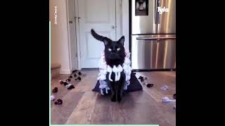 Feline is king of the catwalk | catwalk | cute cat | cat video