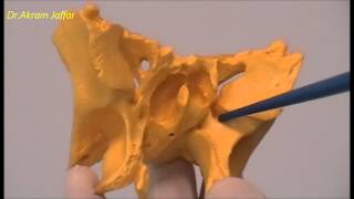 Osteology of the Skull 9 Sphenoid Bone