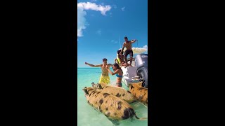 Bahamas bucket list item: swimming with the pigs 🐖 #VisitNPI #Bahamas #Shorts