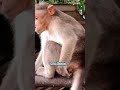 എങ്ങനെ സഹിക്കാനാ... Sometimes it happens like this. Macaca. Macaco. Macaque. Macaque monkey. Bandar