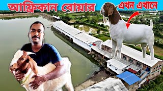 আফ্রিকান বোয়ার এখন আমাদের ফার্মে | Goat Farm In West Bengal | Disha Agriculture And Goat Farm