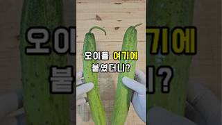 오이를 여기에 붙였더니?#살림꿀팁 #생활꿀팁 #꿀팁