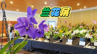 【23092】太棒了，这个兰花展 Orchid Show 2023，收获特别多，拍的也仔细（Sutherland Shire Orchid Society）Winter【静姐说花】