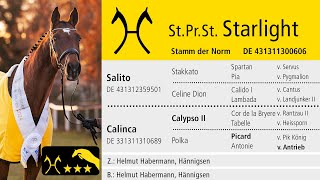 Hannoveraner TV: Stute des Jahres 2024 - St.Pr.St. Starlight v. Salito / Calypso II