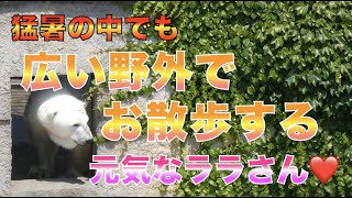 【円山動物園シロクマ】猛暑の中でも広い野外でお散歩する元気なララさん❤️