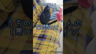 【21歳老猫ココ】うちの老猫ちゃん「毛布、敷いてほしいにゃ」のサイン #ねこ #シニア #シニアの日常 #猫のいる暮らし #老猫 #老猫介護 #高齢猫 #シニア猫 #キジトラ #ねこのいる生活