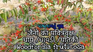 ધાવડી વૃક્ષ-જૈન ધર્મનું પવિત્ર વૃક્ષ|Benefits of Woodfordia fruticosa#धाय/घातकी पेड़‎@Lata Gamit 