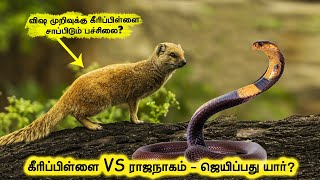 கீரிப்பிள்ளை VS ராஜநாகம் - ஜெயிப்பது யார்?