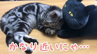 Cat has rematch with Nitori's black cat, but gets sleepy and takes a nap