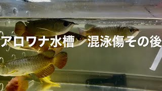 【アロワナ水槽】アジア混泳で瀕死？個体　その後…