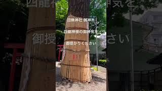 ✨必見✨この動画で四龍神様の御神気を授かった貴方は昇龍の如く運気が上昇していきます🐉【田無神社 御神木】 #運気上昇 #スピリチュアル #パワースポット #龍神様 #遠隔参拝