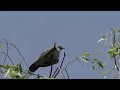 １年間 自力で何種類の鳥を見られるか 8日目