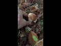 mushroom hunting shorts king bolete cep penny bun funghi porcini boletus edulis fungi