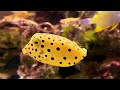 ミナミハコフグ　yellow boxfish　ostracion cubicus linnaeus