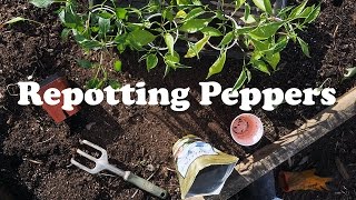 Repotting Peppers