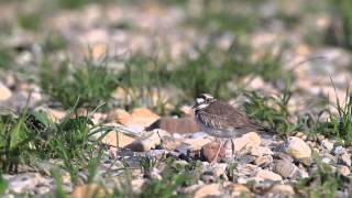 イカルチドリ　Long-billed Plover