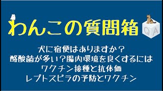 わんこの質問箱 0928　犬に宿便はある？酪酸菌が多い、腸内環境を良くするには　ワクチン接種の間隔と抗体価、CBDオイルについて　レプトスピラの予防とワクチン