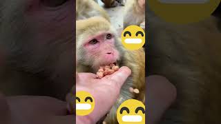 வாவ் இது என்ன கோரிக்கையா மாத்த மாட்டியா#funny #comedy #   monkey comedy🐒😂😃😄🤣