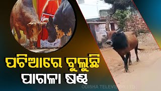 ଭ୍ରାନ୍ତ ଷଣ୍ bull ଭୁବନେଶ୍ୱରର ପାଟିଆ ଅଞ୍ଚଳରେ ବିପଦ ସୃଷ୍ଟି କରିଛି