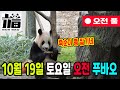 10월 19일 토요일 오전 푸바오 풀영상 입니다. 오늘 죽순은 많이 질기네요.