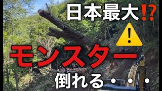 【日本最大⁉モンスター倒れる・・・】