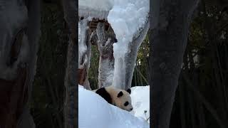 이쁘게 얼굴을 빼꼼 내미는 후이🐼겨울왕국이 되었어욤🤍 #everland#panda#바오패밀리#후이바오