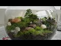 diy moss terrarium mossarium