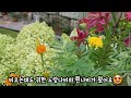 p22. 긴장마에 바위솔 비가림 마당에 나가지 못해 우울한 댕댕이🐶 23.7.17