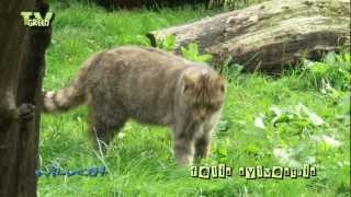 Wild Peers: Wildcat - Felis sylvestris - wilde kat