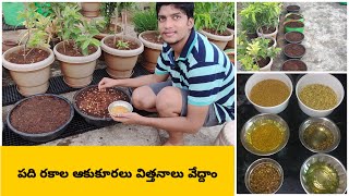 ఆకుకూరలు ఇలా పెంచండి 100% success అవుతారు how to grow leafyvegetables at Terrece garden in Telugu