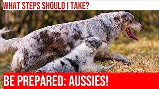 Be Prepared: Emergency Planning for Australian Shepherds