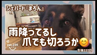 【犬の爪切り】シェパード『まろん』といっしょ！爪切りの時、おとなしくしていてくれたら楽ですよね＾＾爆睡してると寄り切りやすい＾＾；子供と一緒だ～