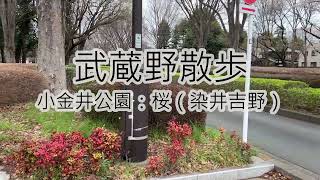 武蔵野散歩「小金井公園：桜（染井吉野）」