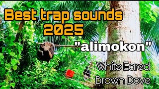 BEST TRAP SOUNDS 2025- HUNI NG ALIMOKON PARA LUMAPIT #birds #birdsounds