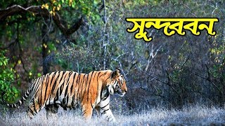 সুন্দরবনের কিছু অজানা তথ্য যা আপনার আগে জানা ছিল না || Sundarbans National Park || Bengali