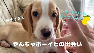 【子犬お迎え】やんちゃな生後2ヶ月レモンビーグル男の子との出会い