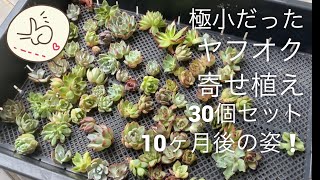 【多肉植物】ヤフオク極小苗 10ヶ月の軌跡‼️